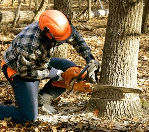 Tree Removal in Leasburg, NC